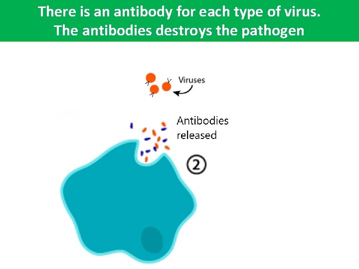 There is an antibody for each type of virus. The antibodies destroys the pathogen