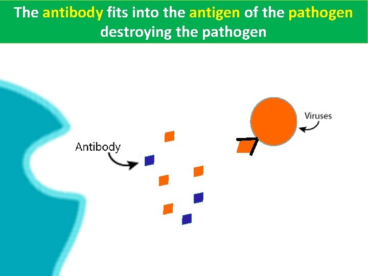 The antibody fits into the antigen of the pathogen destroying the pathogen 