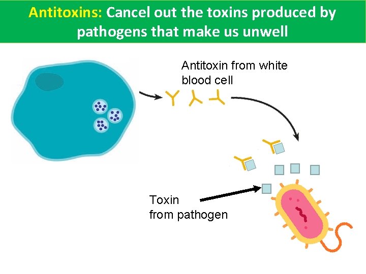 Antitoxins: Cancel out the toxins produced by pathogens that make us unwell Antitoxin from