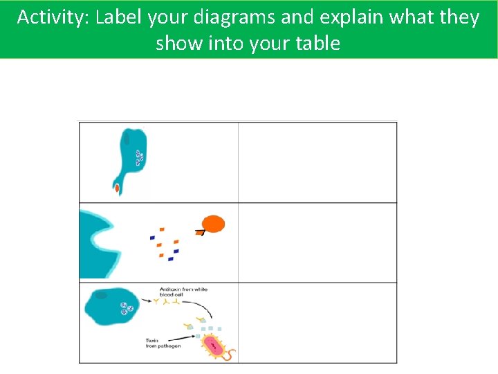 Activity: Label your diagrams and explain what they show into your table 