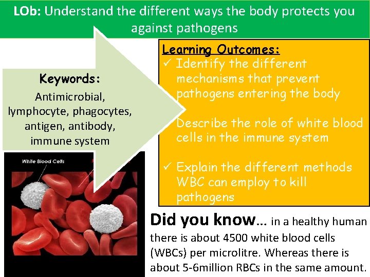 LOb: Understand the different ways the body protects you against pathogens Keywords: Antimicrobial, lymphocyte,