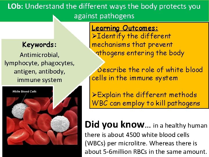 LOb: Understand the different ways the body protects you against pathogens Keywords: Antimicrobial, lymphocyte,