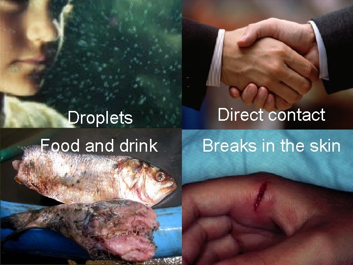 Droplets Direct contact Food and drink Breaks in the skin 