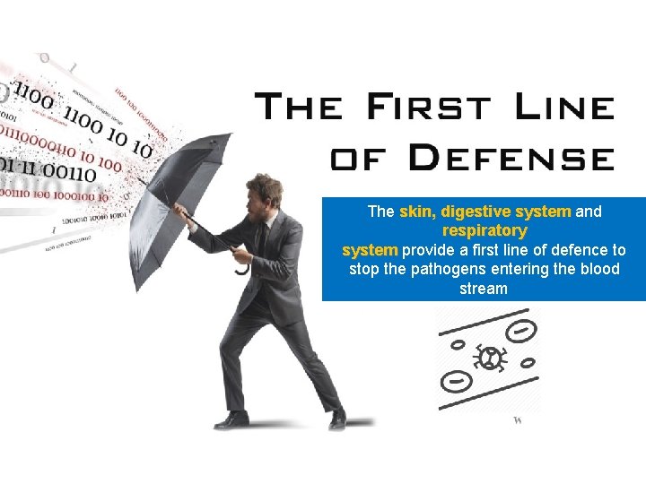 The skin, digestive system and respiratory system provide a first line of defence to