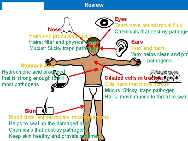 Review Eyes Tears have antimicrobial fluid Chemicals that destroy pathoge Nose Hairs and produces