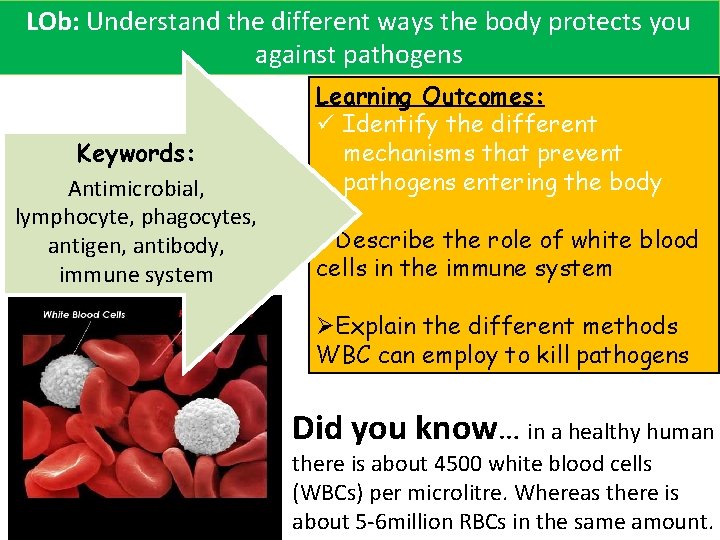 LOb: Understand the different ways the body protects you against pathogens Keywords: Antimicrobial, lymphocyte,