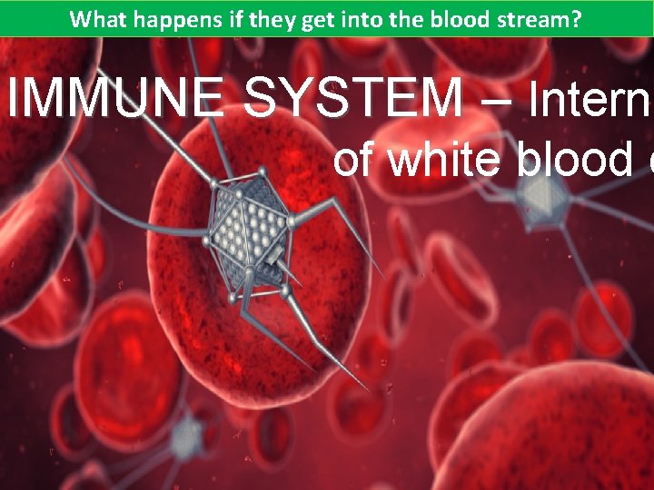 What happens if they get into the blood stream? IMMUNE SYSTEM – Interna of