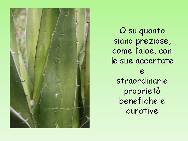 O su quanto siano preziose, come l’aloe, con le sue accertate e straordinarie proprietà