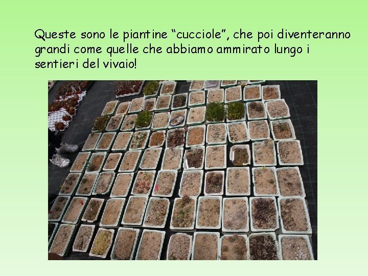 Queste sono le piantine “cucciole”, che poi diventeranno grandi come quelle che abbiamo ammirato