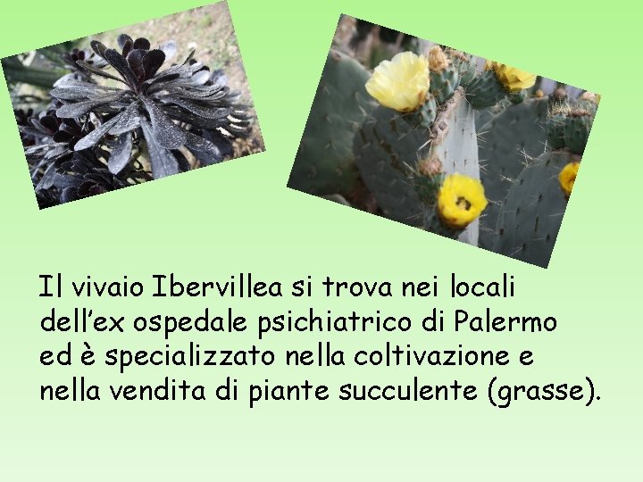 Il vivaio Ibervillea si trova nei locali dell’ex ospedale psichiatrico di Palermo ed è
