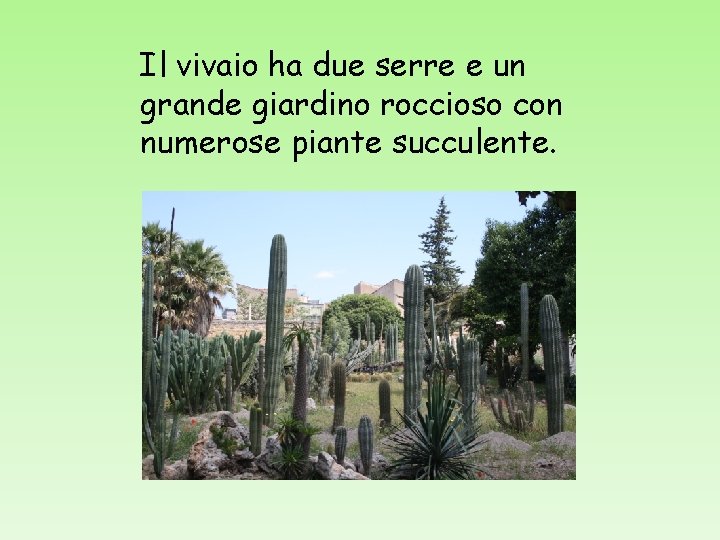 Il vivaio ha due serre e un grande giardino roccioso con numerose piante succulente.