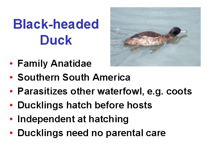 Black-headed Duck • • • Family Anatidae Southern South America Parasitizes other waterfowl, e.