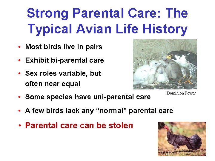 Strong Parental Care: The Typical Avian Life History • Most birds live in pairs