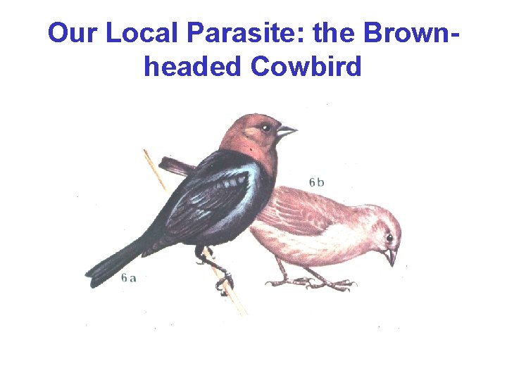 Our Local Parasite: the Brownheaded Cowbird 