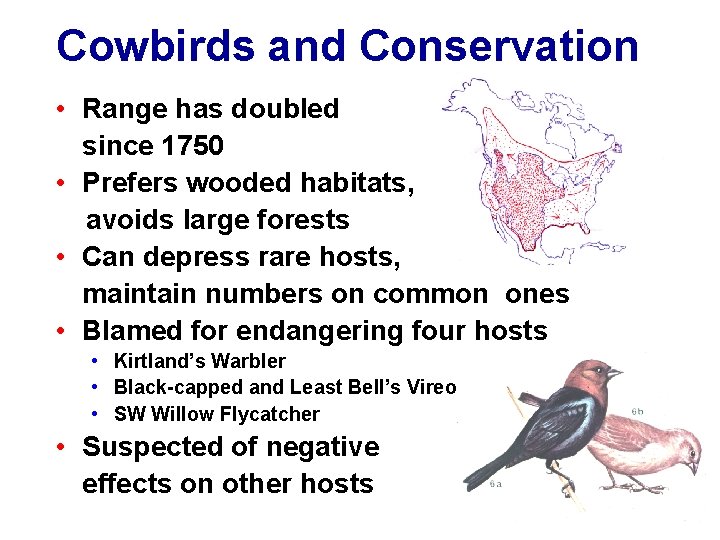 Cowbirds and Conservation • Range has doubled since 1750 • Prefers wooded habitats, avoids
