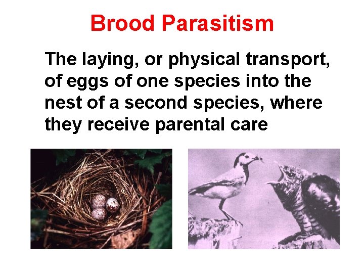 Brood Parasitism The laying, or physical transport, of eggs of one species into the