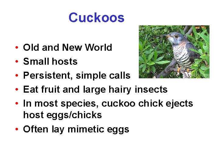 Cuckoos • • • Old and New World Small hosts Persistent, simple calls Eat