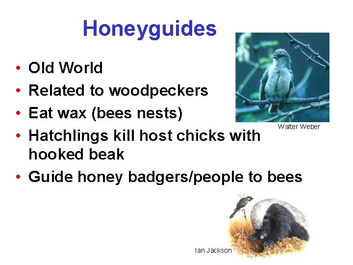 Honeyguides • • Old World Related to woodpeckers Eat wax (bees nests) Walter Weber