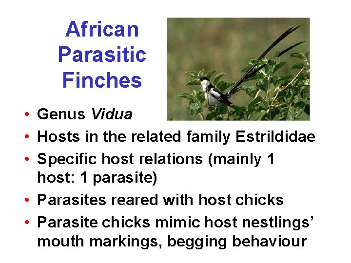 African Parasitic Finches • Genus Vidua • Hosts in the related family Estrildidae •