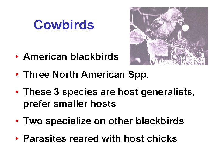 Cowbirds • American blackbirds • Three North American Spp. • These 3 species are