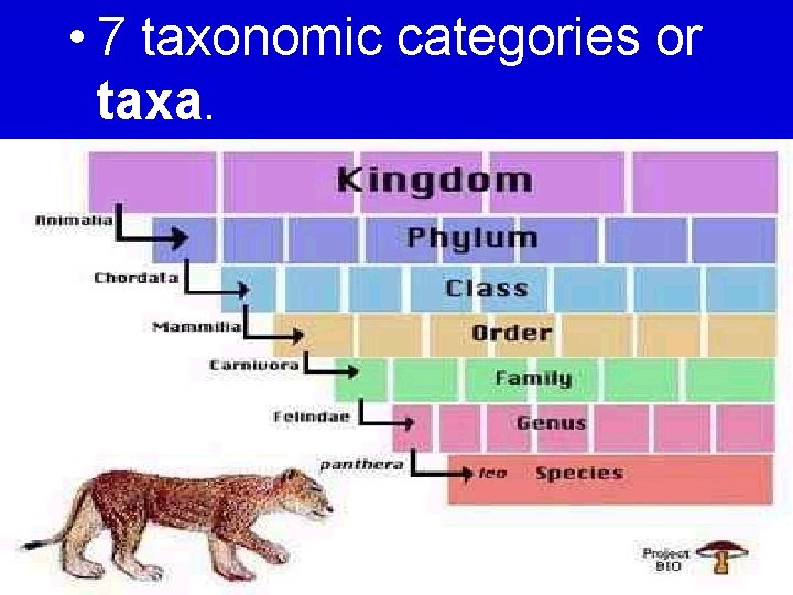  • 7 taxonomic categories or taxa. 