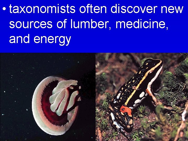  • taxonomists often discover new sources of lumber, medicine, and energy 