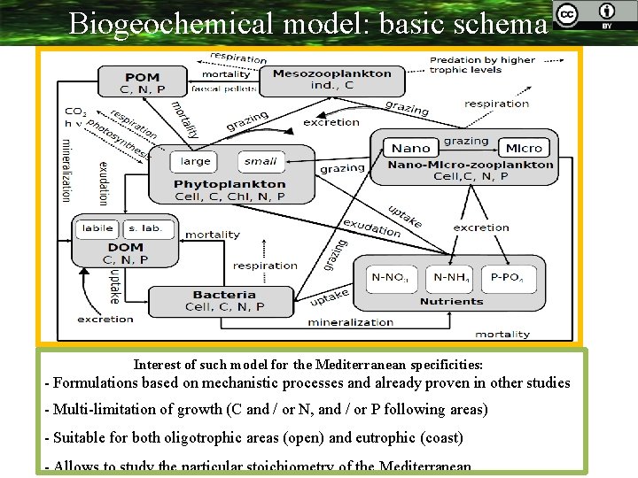 Biogeochemical model: basic schema Interest of such model for the Mediterranean specificities: - Formulations