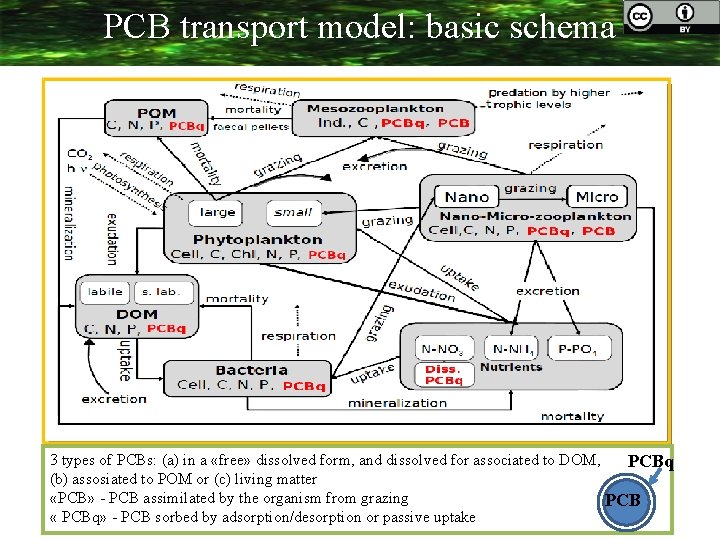 PCB transport model: basic schema 3 types of PCBs: (a) in a «free» dissolved