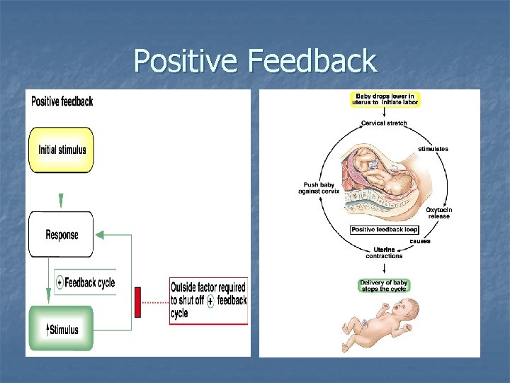 Positive Feedback Positive Feedback