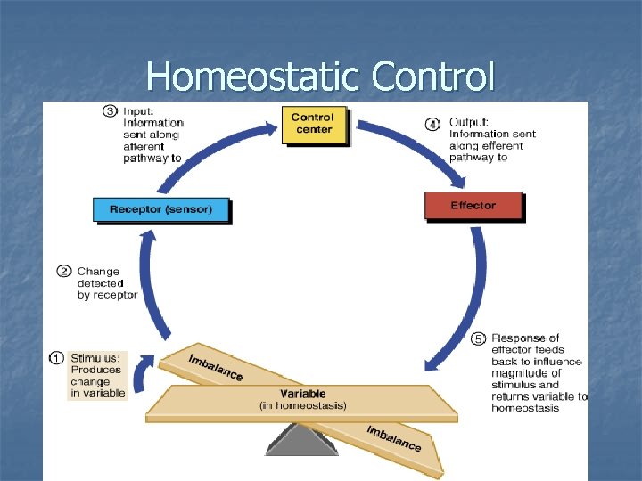 Homeostatic Control Homeostatic Control