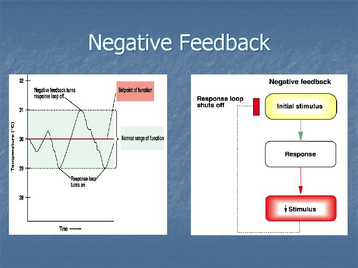 Negative Feedback Negative Feedback