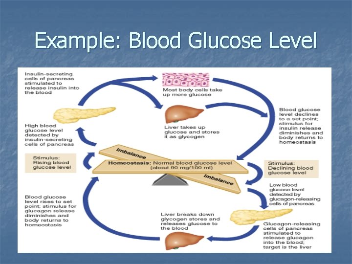 Example: Blood Glucose Level Example: Blood Glucose Level
