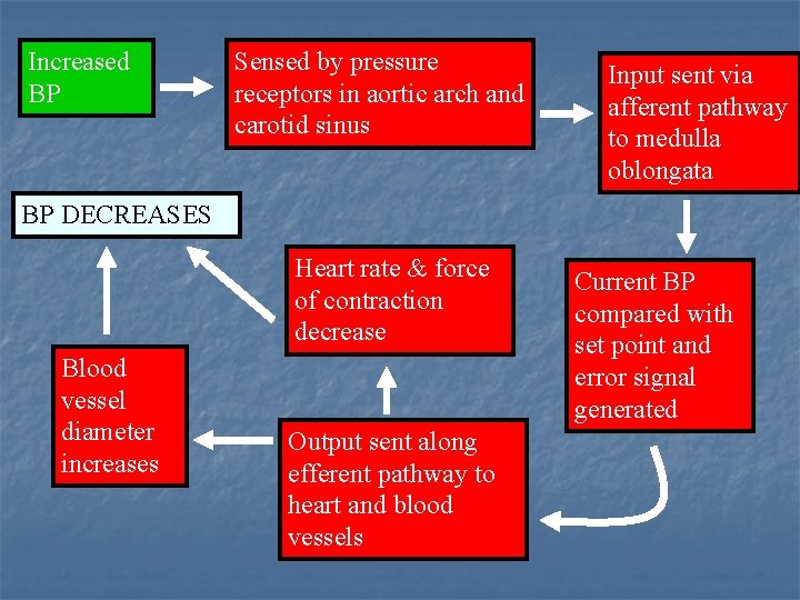 Increased BP Sensed by pressure receptors in aortic arch and carotid sinus Input sent Increased BP Sensed by pressure receptors in aortic arch and carotid sinus Input sent