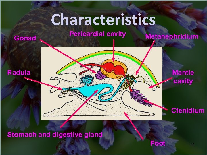 Characteristics Gonad Pericardial cavity Metanephridium Radula Mantle cavity Ctenidium Stomach and digestive gland Foot