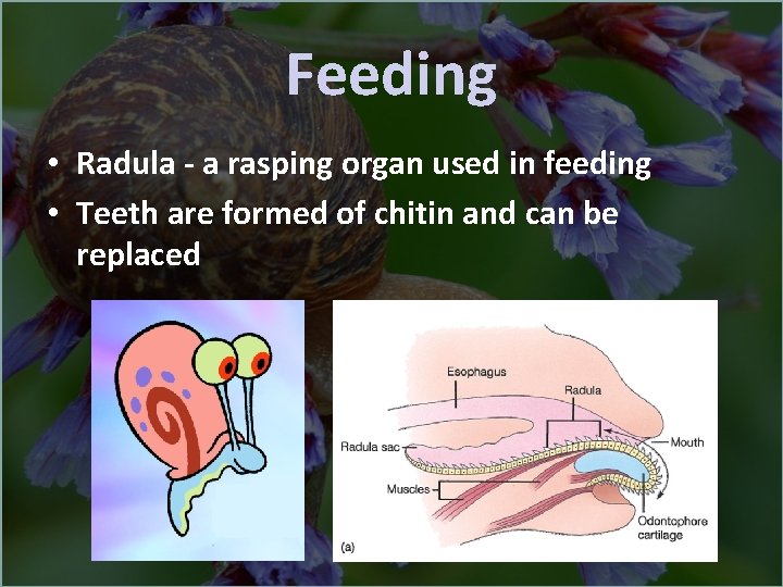 Feeding • Radula - a rasping organ used in feeding • Teeth are formed