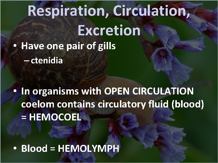 Respiration, Circulation, Excretion • Have one pair of gills – ctenidia • In organisms
