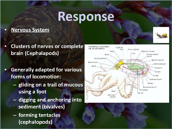 Response • Nervous System • Clusters of nerves or complete brain (Cephalapods) • Generally
