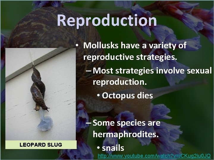 Reproduction • Mollusks have a variety of reproductive strategies. – Most strategies involve sexual