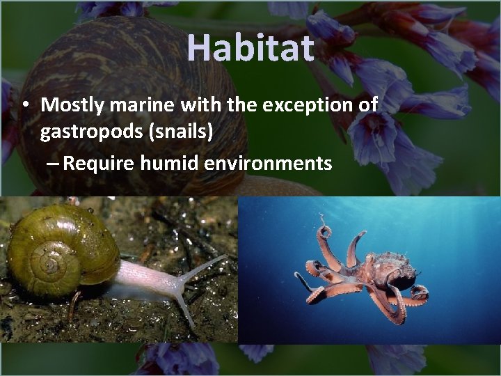Habitat • Mostly marine with the exception of gastropods (snails) – Require humid environments