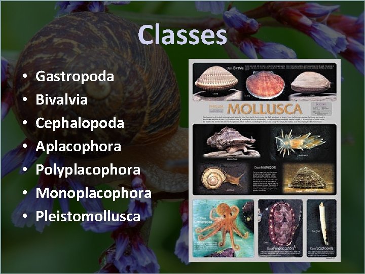 Classes • • Gastropoda Bivalvia Cephalopoda Aplacophora Polyplacophora Monoplacophora Pleistomollusca 