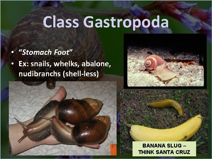 Class Gastropoda • “Stomach Foot” • Ex: snails, whelks, abalone, nudibranchs (shell-less) BANANA SLUG