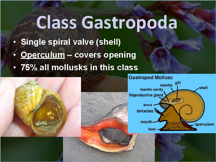 Class Gastropoda • Single spiral valve (shell) • Operculum – covers opening • 75%