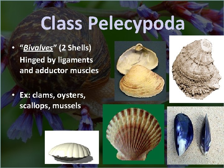 Class Pelecypoda • “Bivalves” (2 Shells) Hinged by ligaments and adductor muscles • Ex: