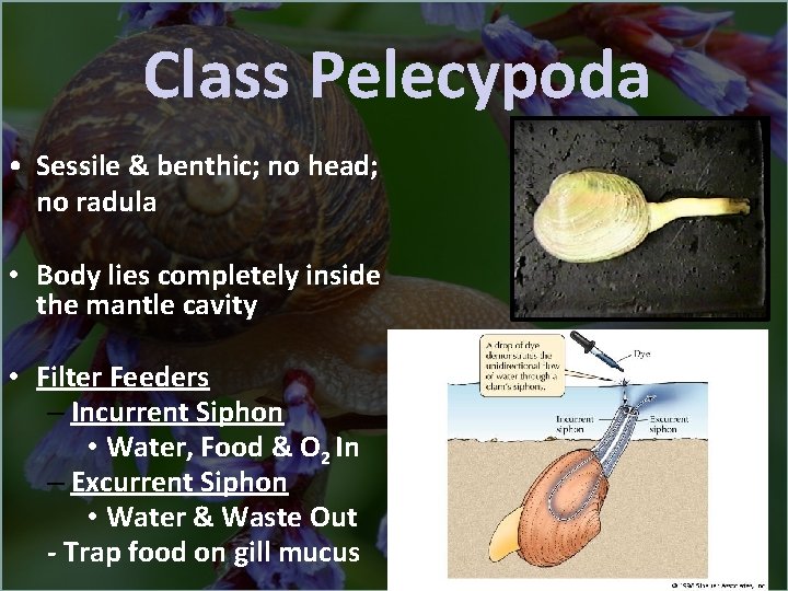 Class Pelecypoda • Sessile & benthic; no head; no radula • Body lies completely
