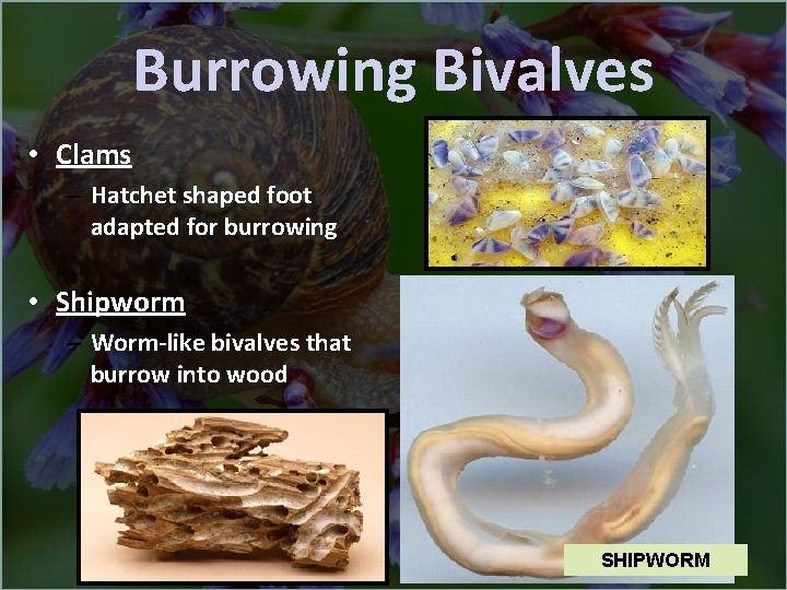 Burrowing Bivalves • Clams – Hatchet shaped foot adapted for burrowing • Shipworm –