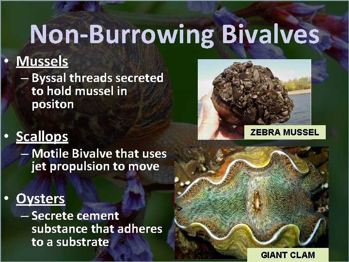 Non-Burrowing Bivalves • Mussels – Byssal threads secreted to hold mussel in positon •