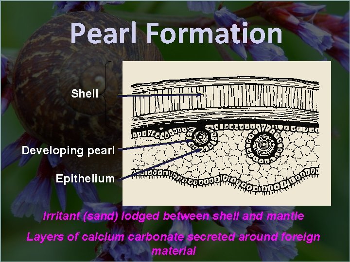 Pearl Formation Shell Developing pearl Epithelium Irritant (sand) lodged between shell and mantle Layers