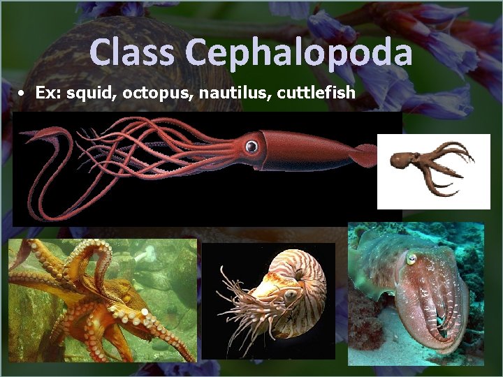 Class Cephalopoda • Ex: squid, octopus, nautilus, cuttlefish 