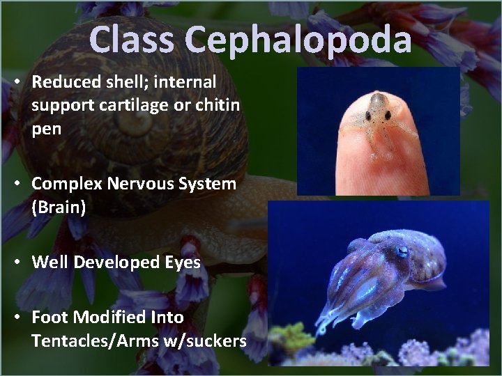 Class Cephalopoda • Reduced shell; internal support cartilage or chitin pen • Complex Nervous