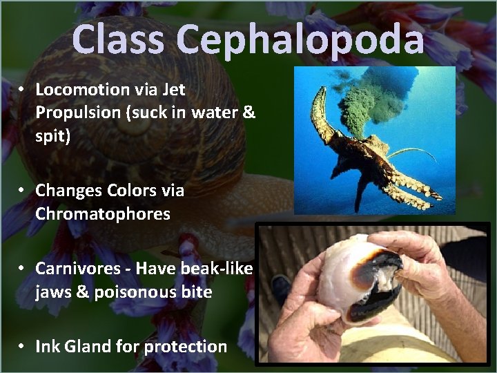 Class Cephalopoda • Locomotion via Jet Propulsion (suck in water & spit) • Changes